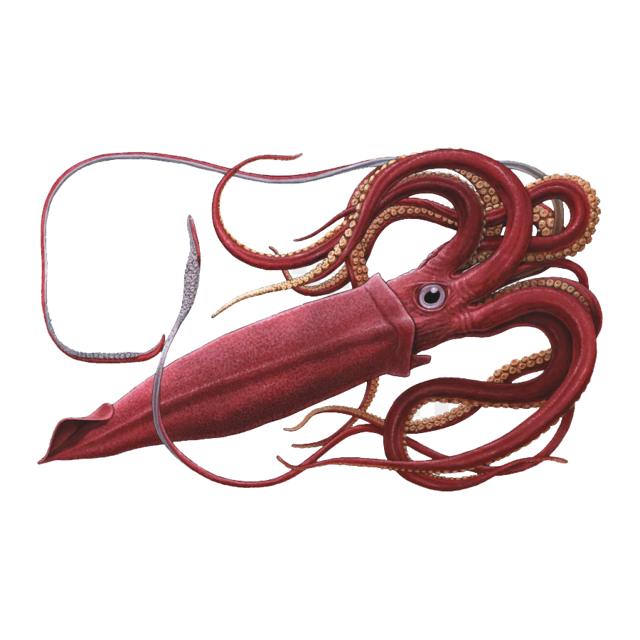 Colossal Squid Transparent Image