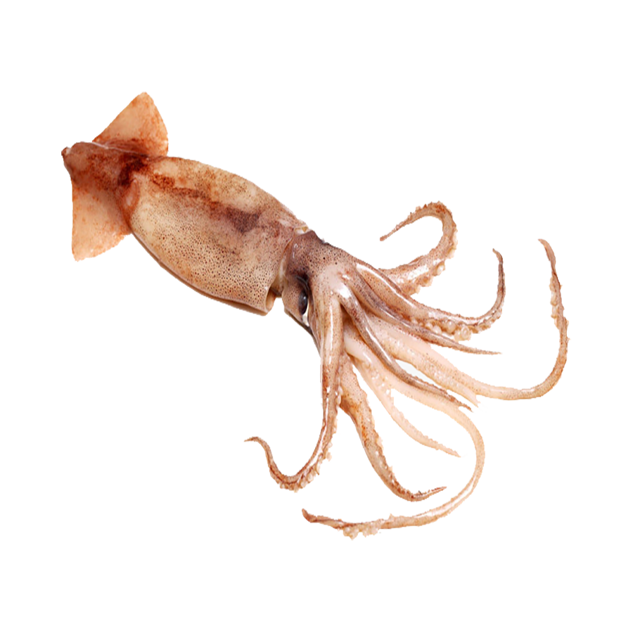 Colossal Squid Transparent Photo