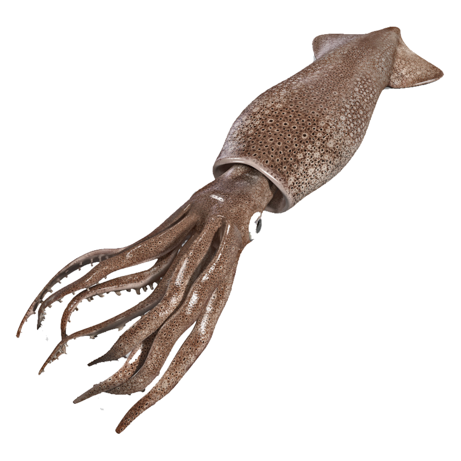 Colossal Squid Transparent Picture
