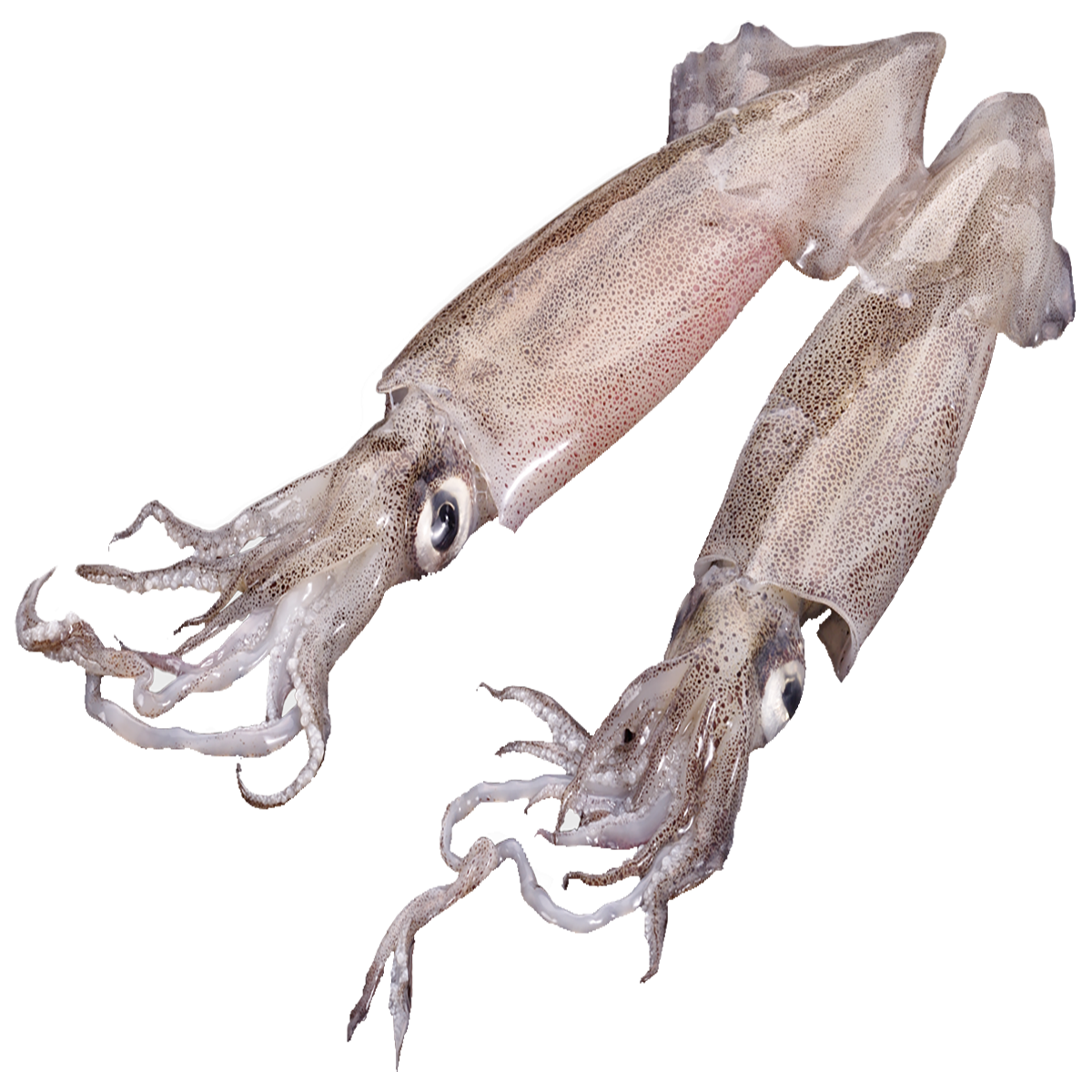 Colossal Squid Transparent Clipart