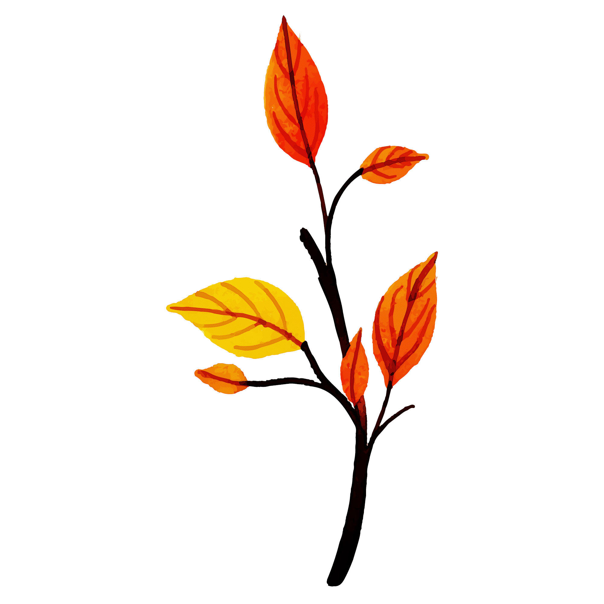 Colourful Leaf  Transparent Image