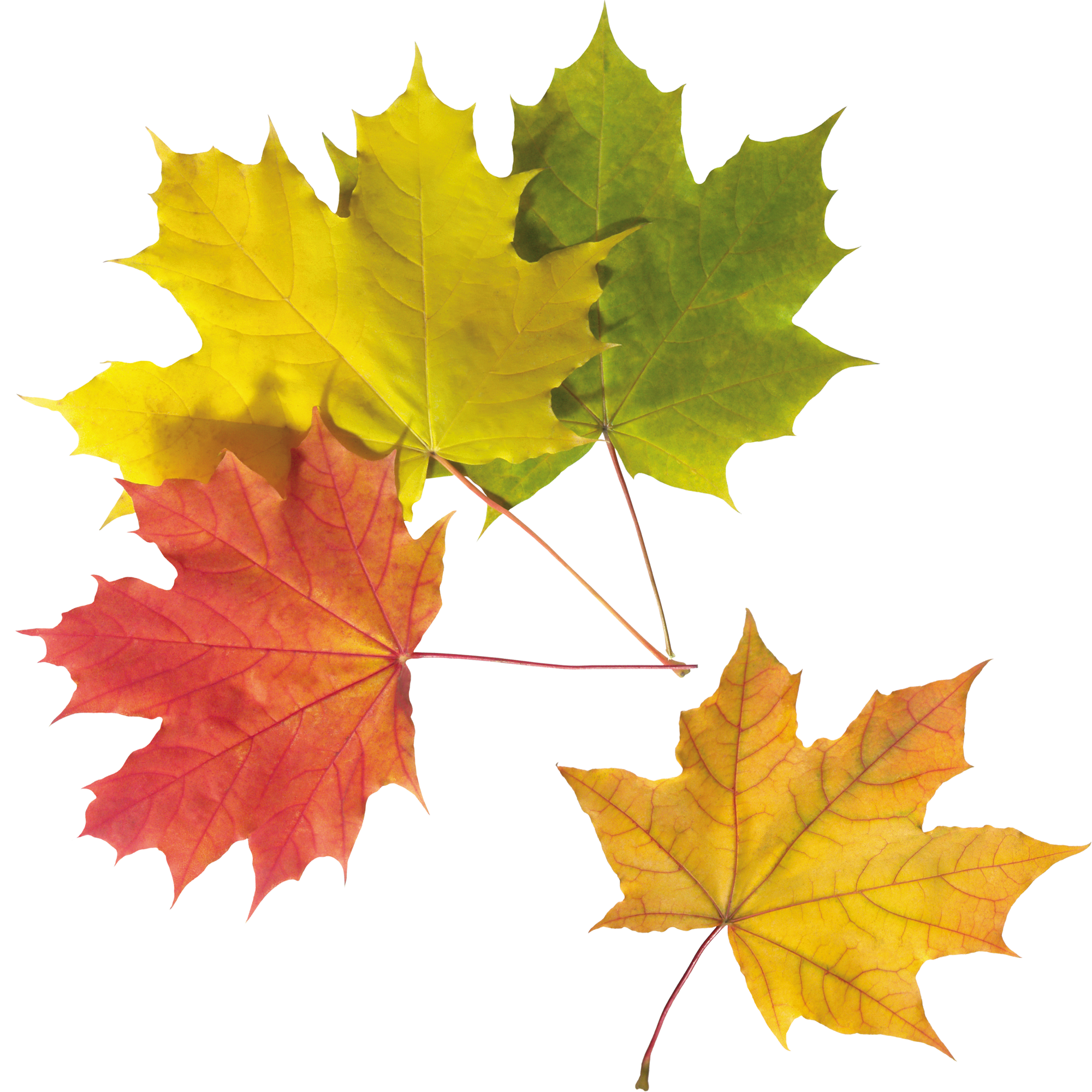 Colourful Leaf  Transparent Photo