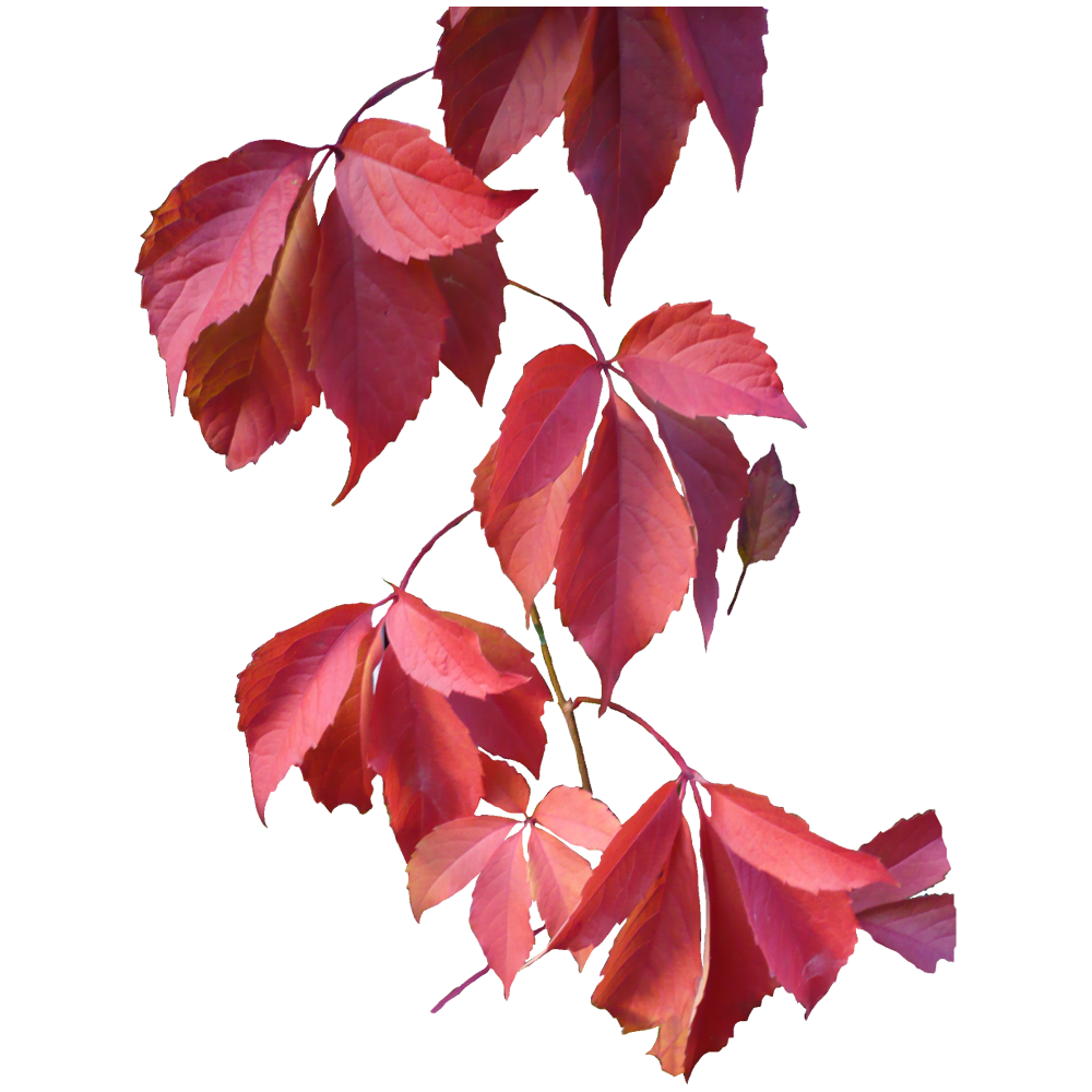 Colourful Leaf Transparent Picture