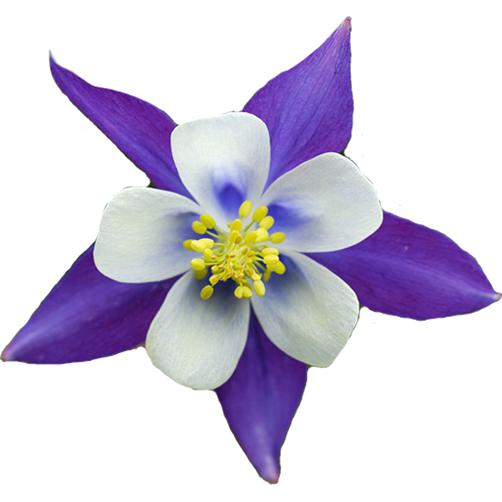 Columbine Flower Transparent Image