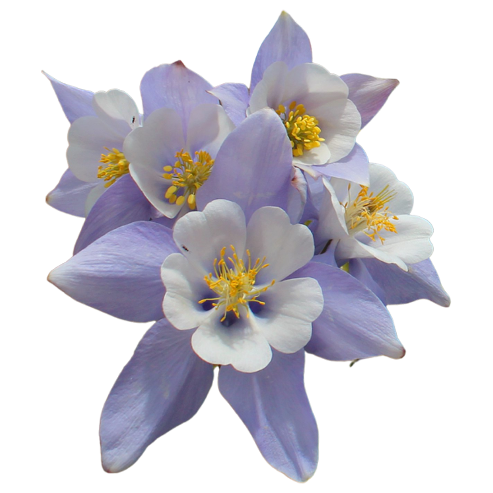 Columbine Flower Transparent Photo