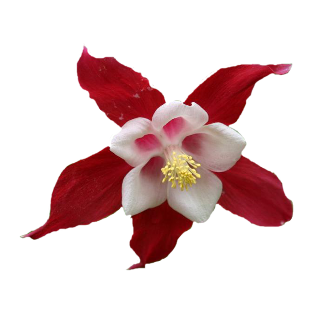 Columbine Flower Transparent Clipart
