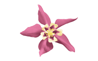 Columbine Flower PNG