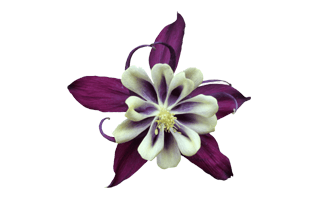 columbine PNG