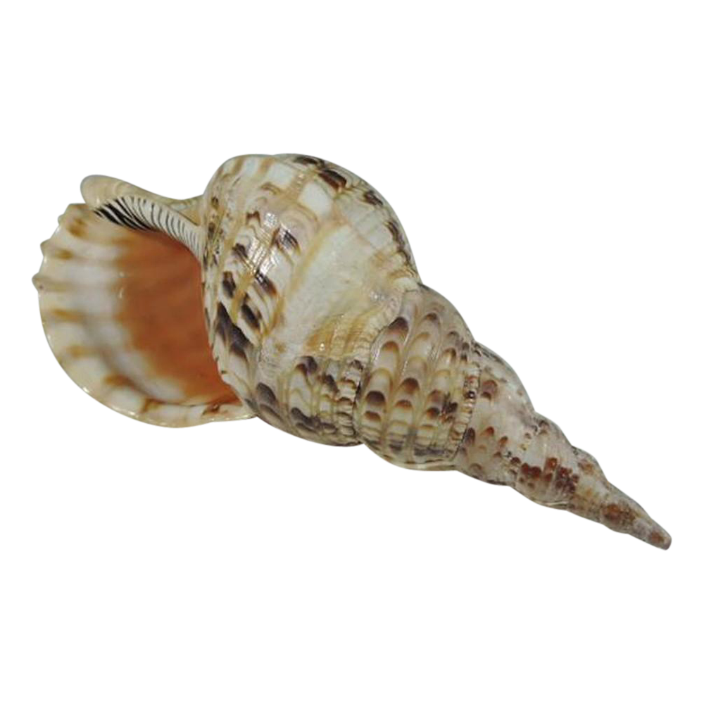 Conch Transparent Image