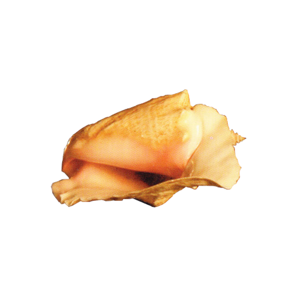 Conch Transparent Photo