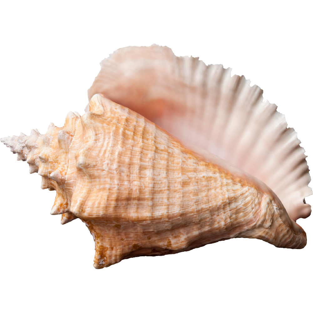 Conch Transparent Clipart