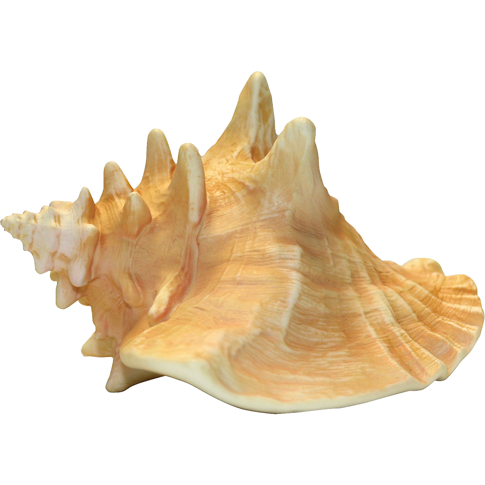 Conch Transparent Gallery