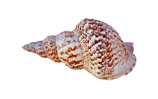 Conch PNG