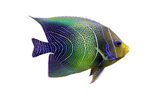 Coral Reef Fish PNG