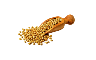 Coriander Seed PNG