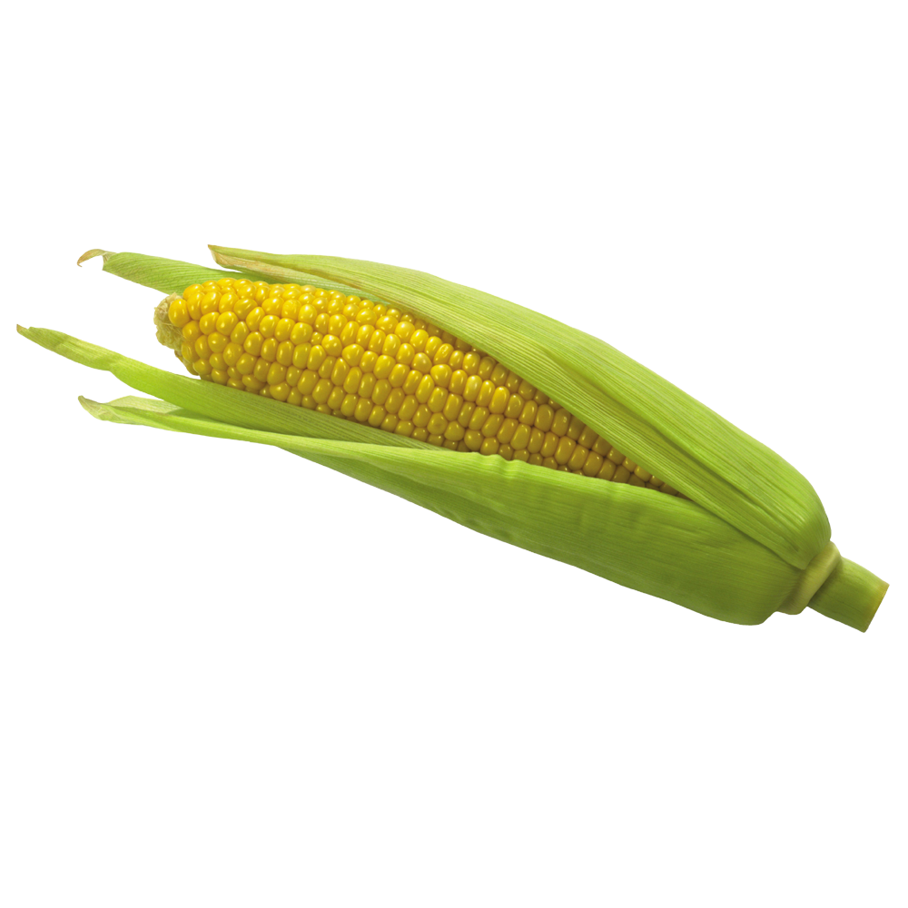 Corn Transparent Photo