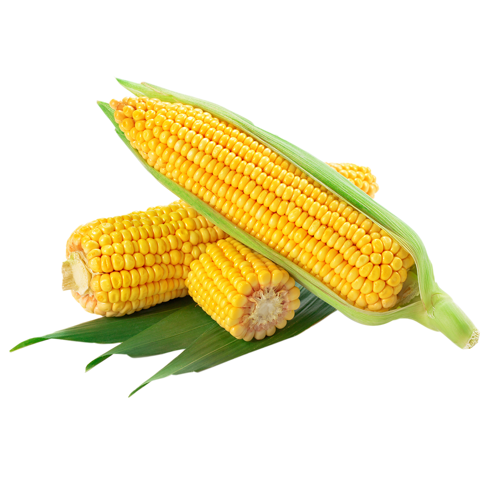 Corn Transparent Picture