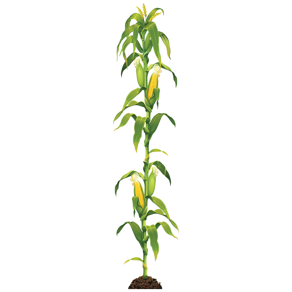 Corn Plant  Transparent Image