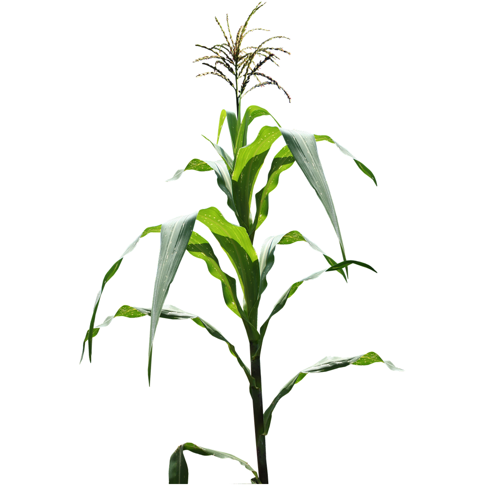 Corn Plant  Transparent Photo