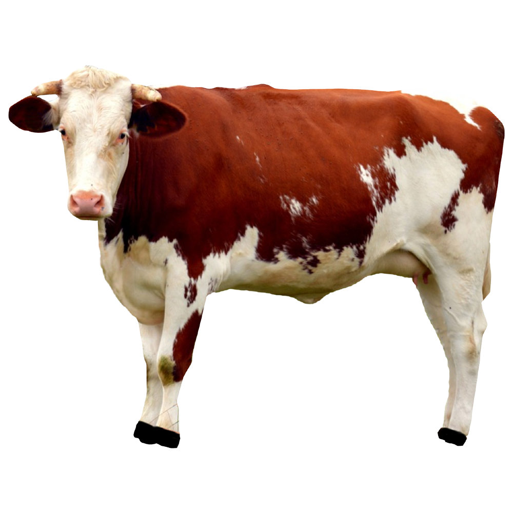 Cow Transparent Image