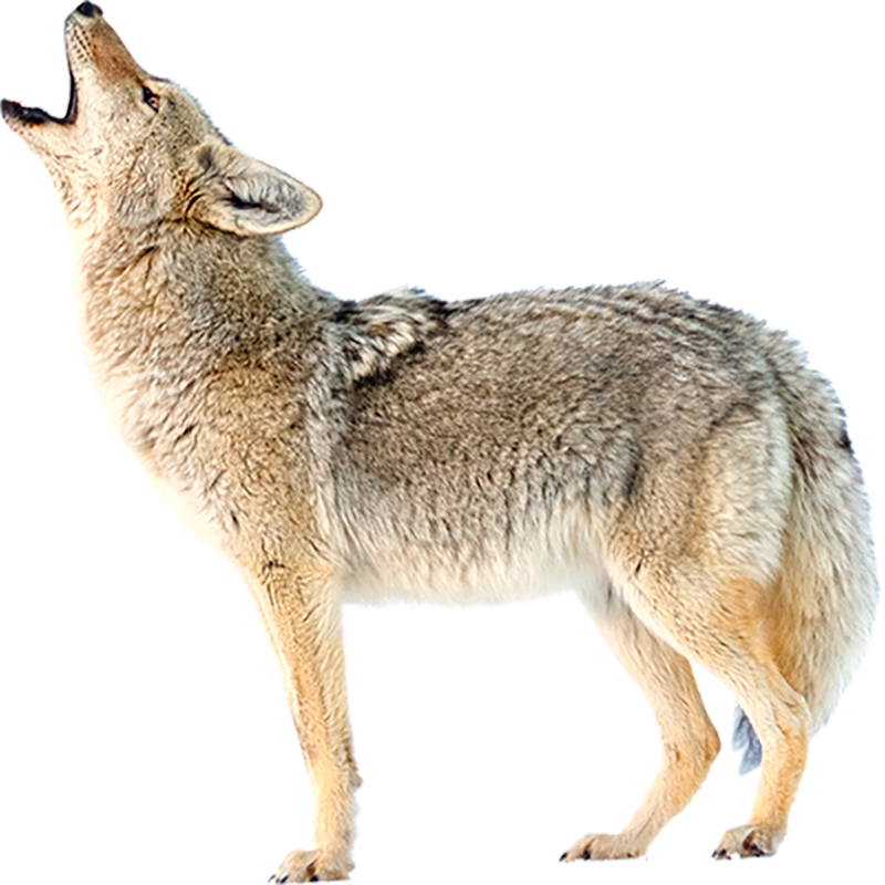 Coyote Transparent Picture