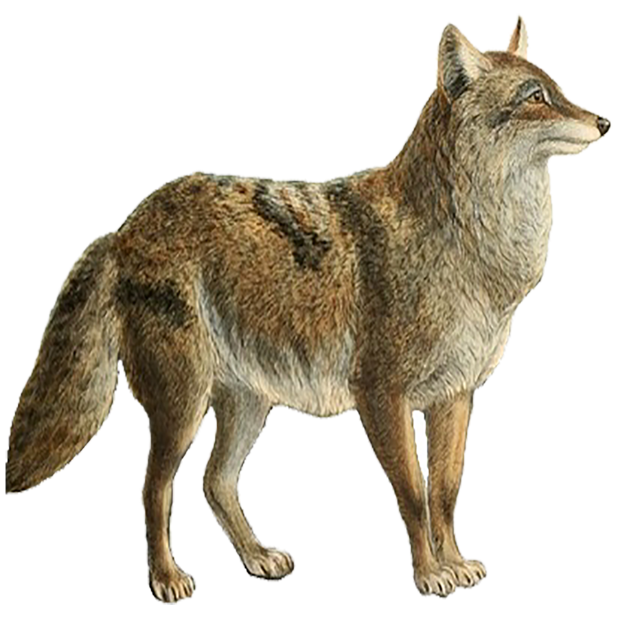 Coyote Transparent Gallery