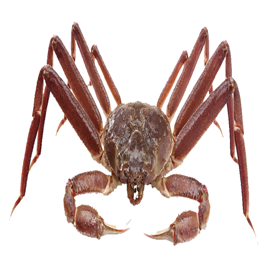 Crab Spider Transparent Photo