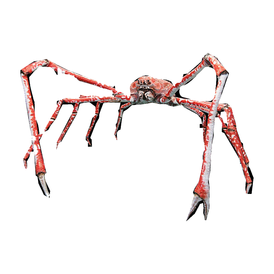 Crab Spider Transparent Clipart