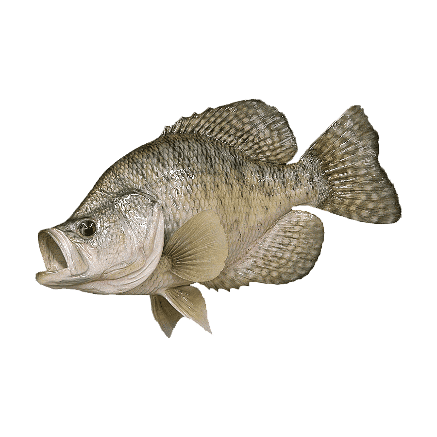 Crappie Fish Transparent Picture
