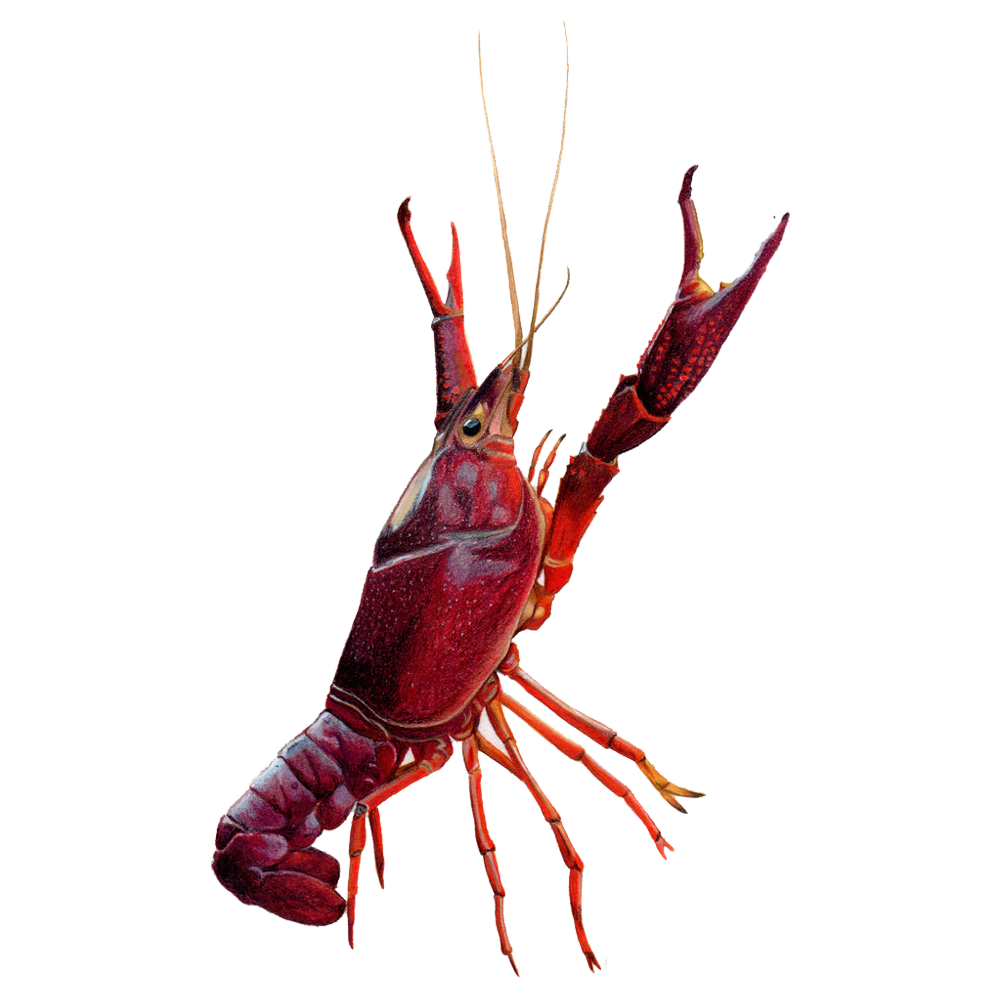 Crayfish  Transparent Image