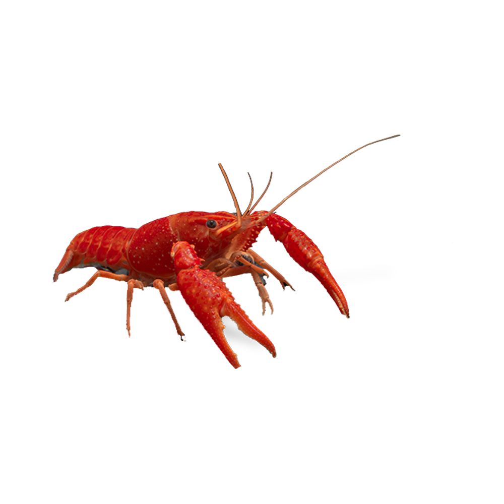 Crayfish  Transparent Photo