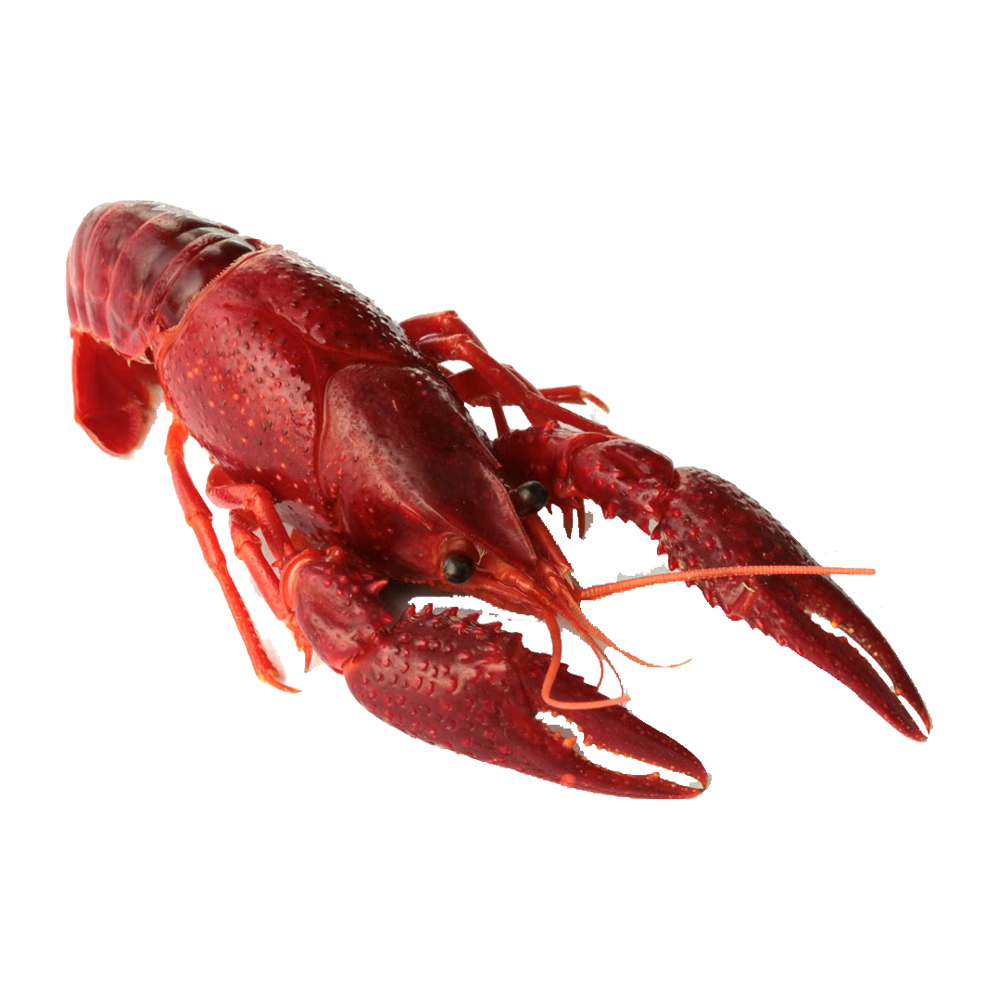 Crayfish Transparent Picture