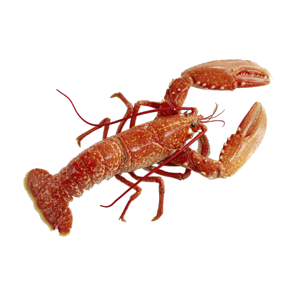 Crayfish  Transparent Clipart