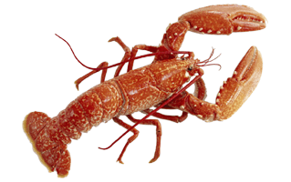 Crayfish PNG