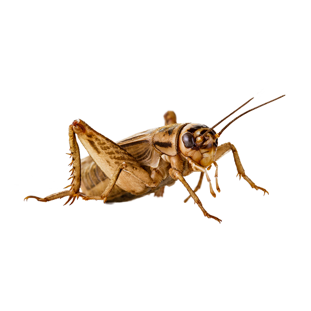 Cricket Insect Transparent Photo
