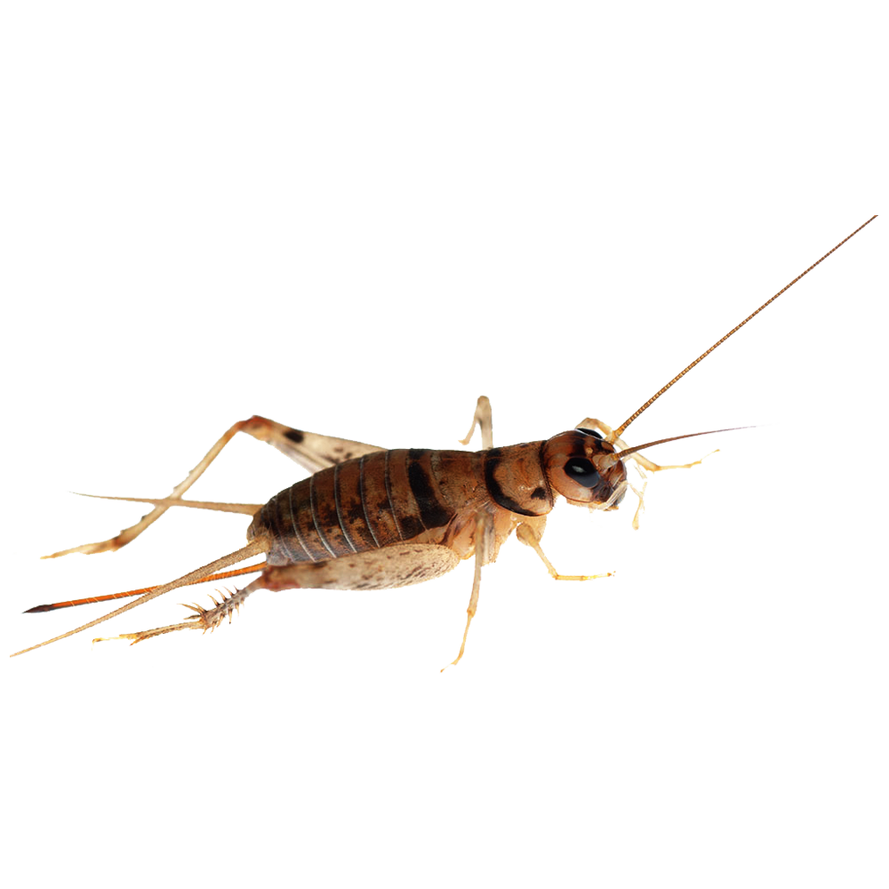 Cricket Insect Transparent Picture