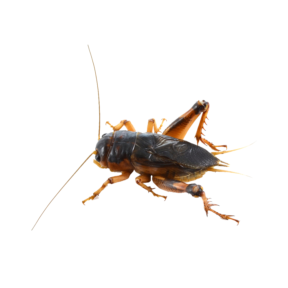 Cricket Insect Transparent Clipart