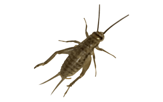 Cricket Insect PNG