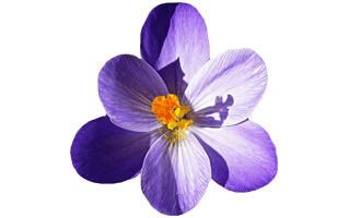 Crocus PNG