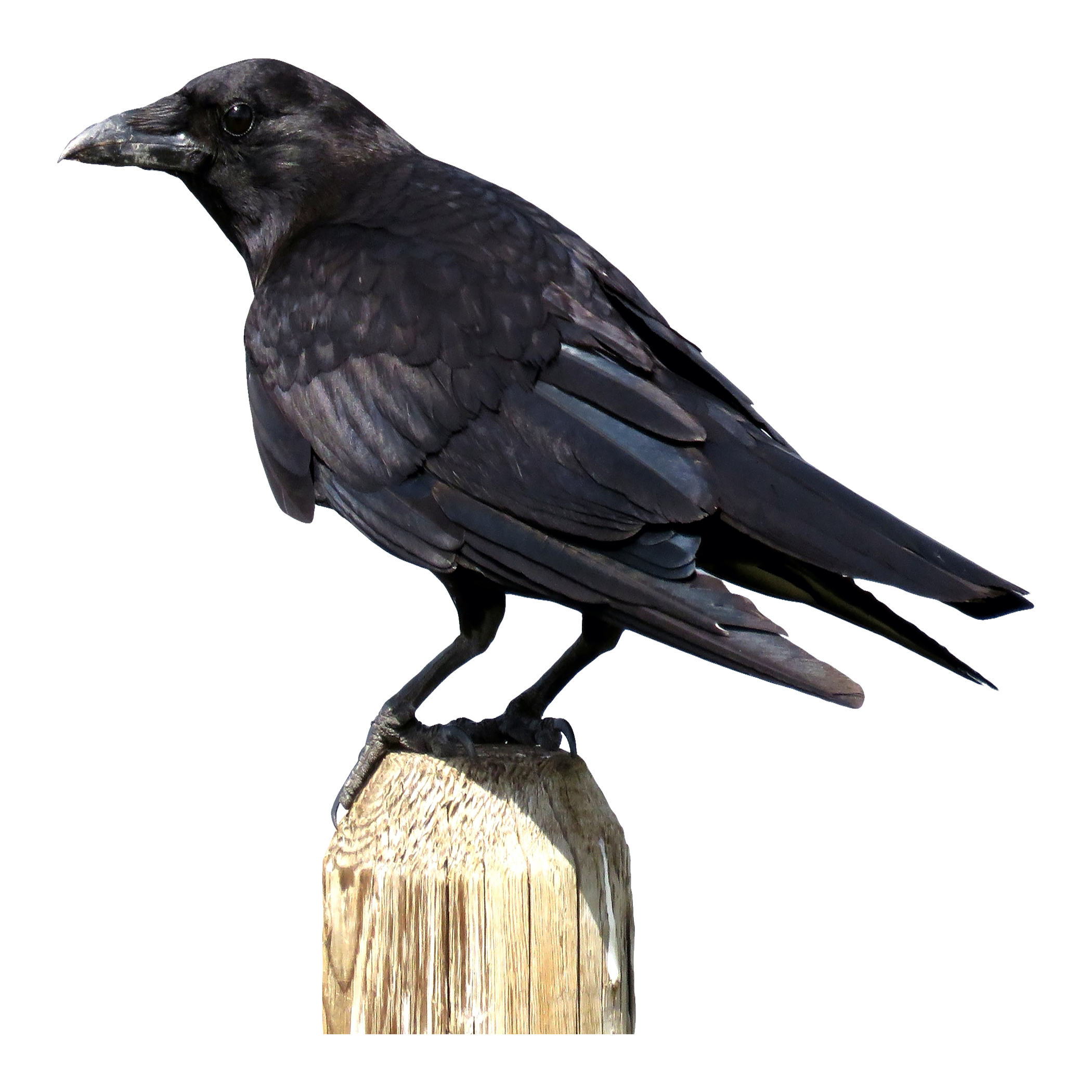 Crow Transparent Image