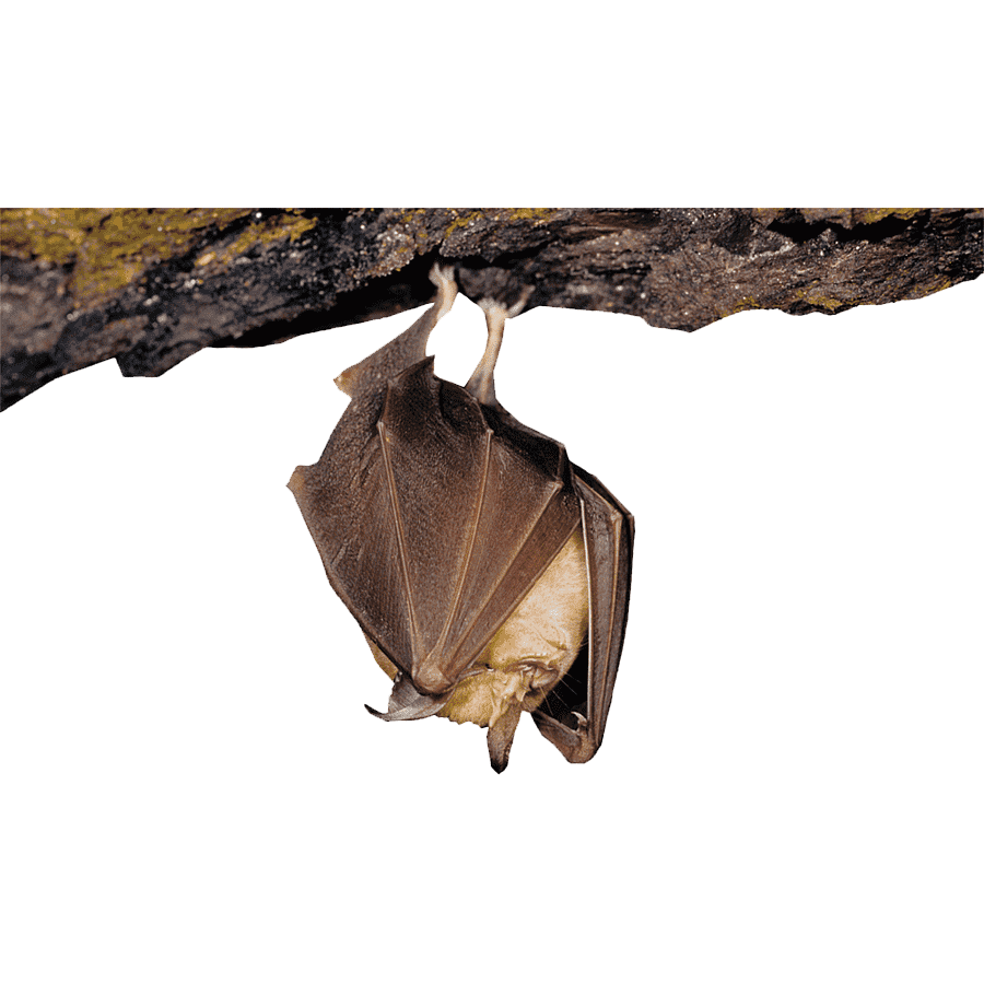 Crowned Flying Fox Transparent Image