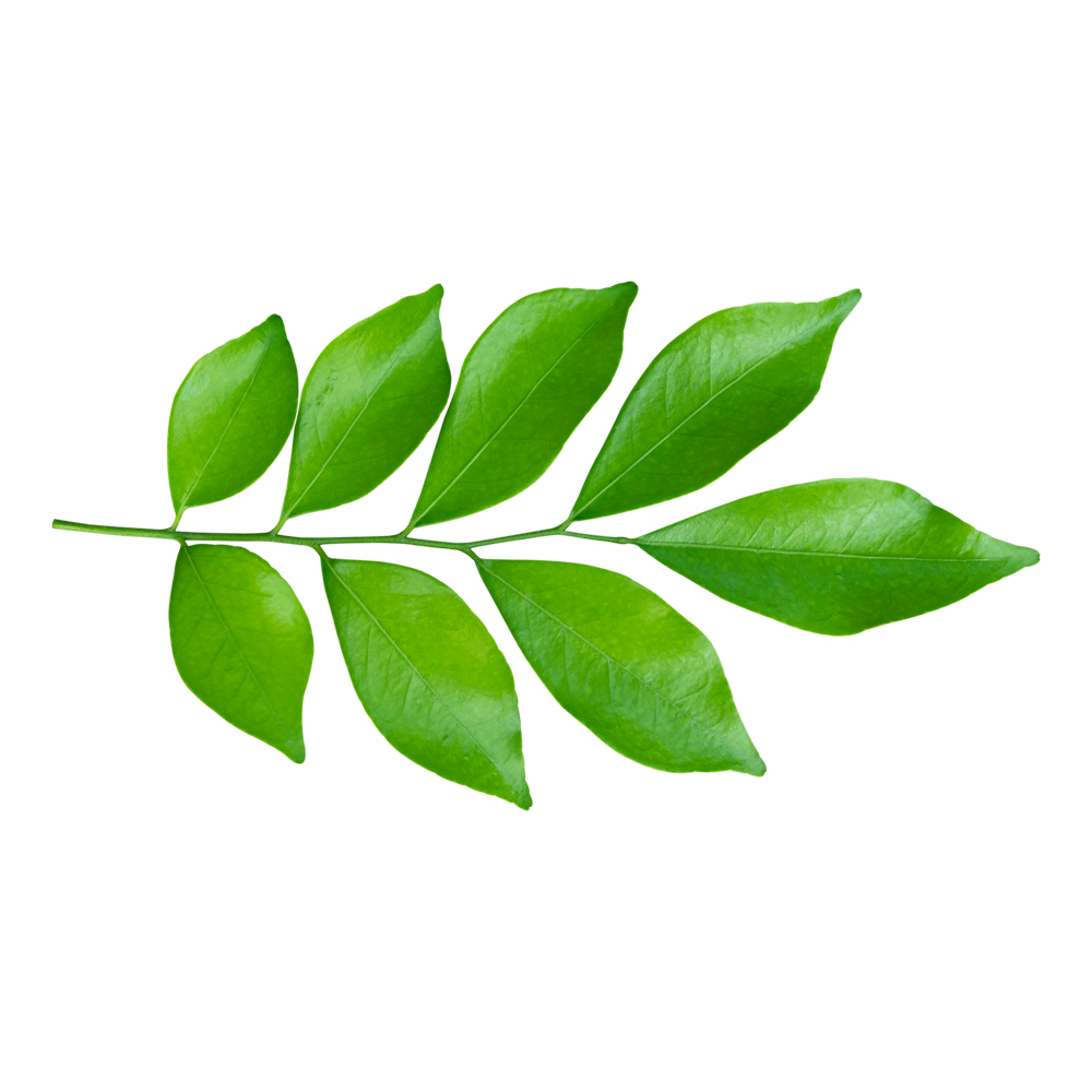 Curry Leaves  Transparent Image