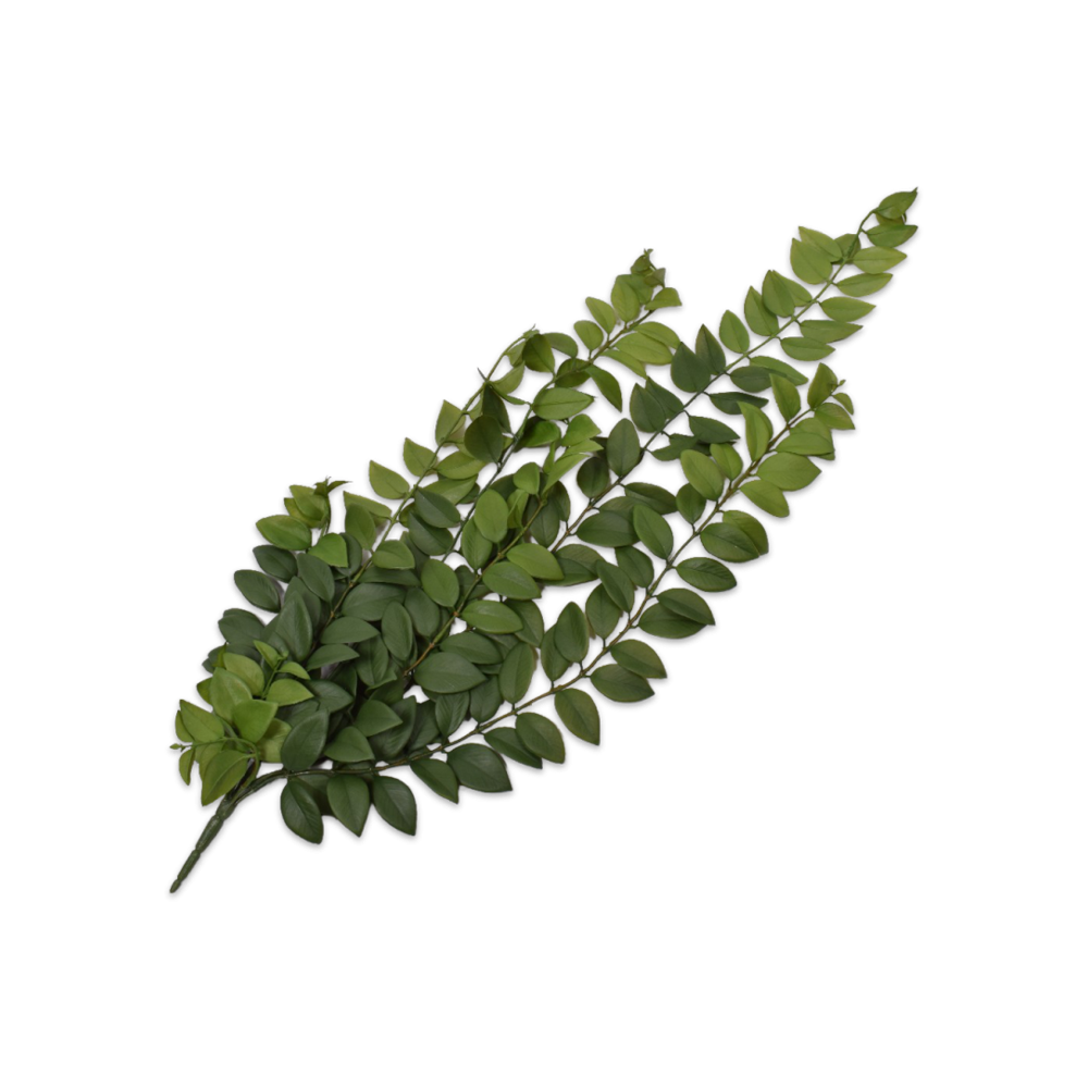 Curry Leaves  Transparent Photo