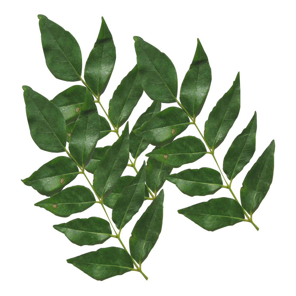 Curry Leaves  Transparent Picture