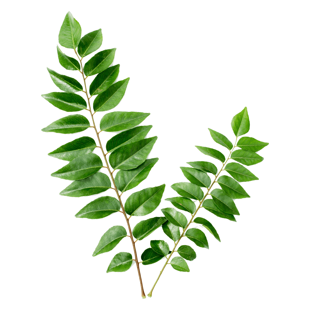 Curry Leaves  Transparent Clipart