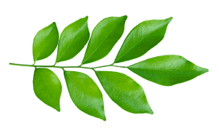Curry Leaves PNG
