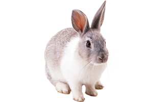 Cute Rabbit PNG