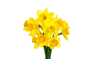 Daffodil PNG