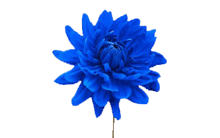 Dahlia Flower PNG