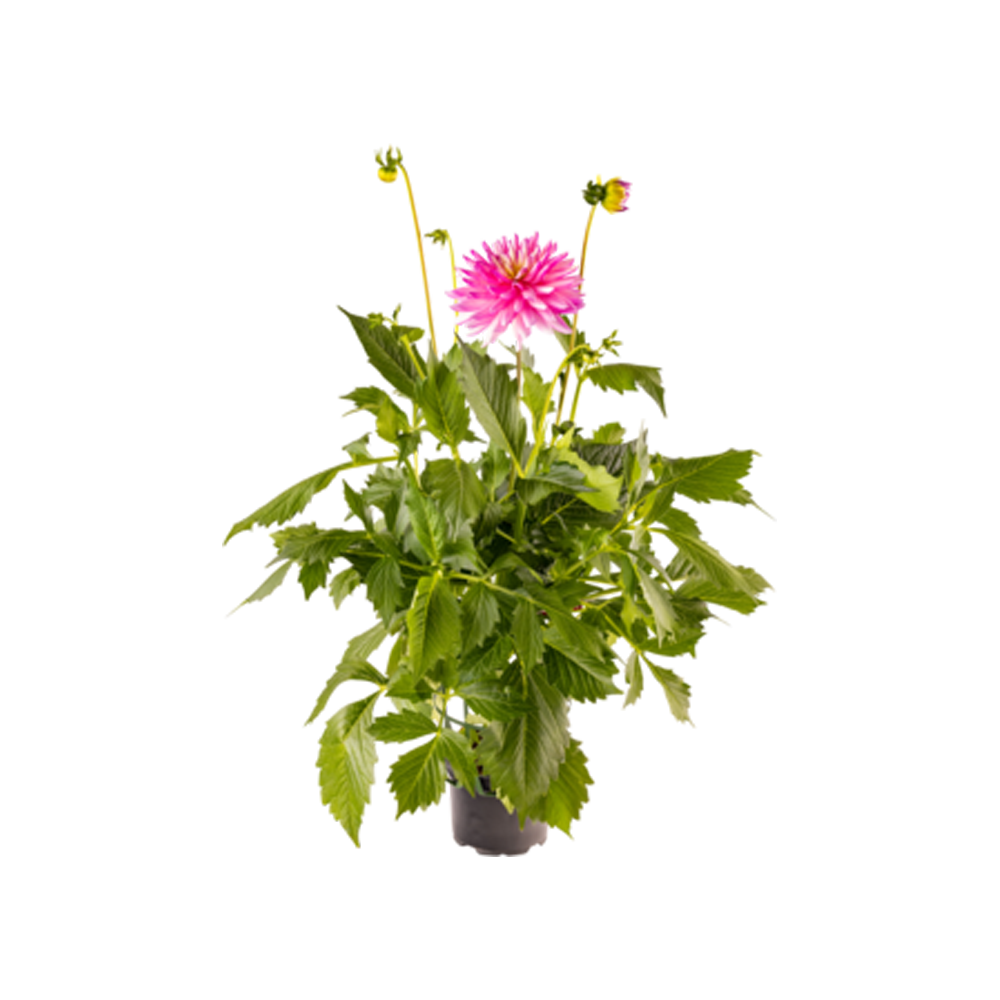 Dahlia Plant  Transparent Image